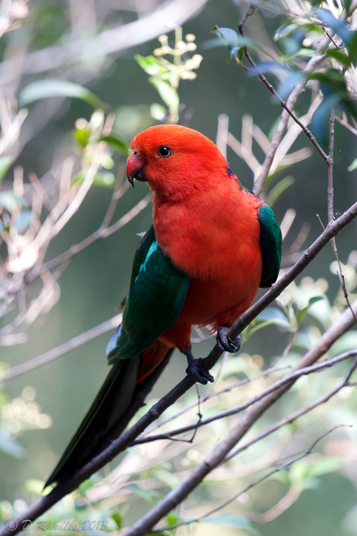 Male Australian King Parrot