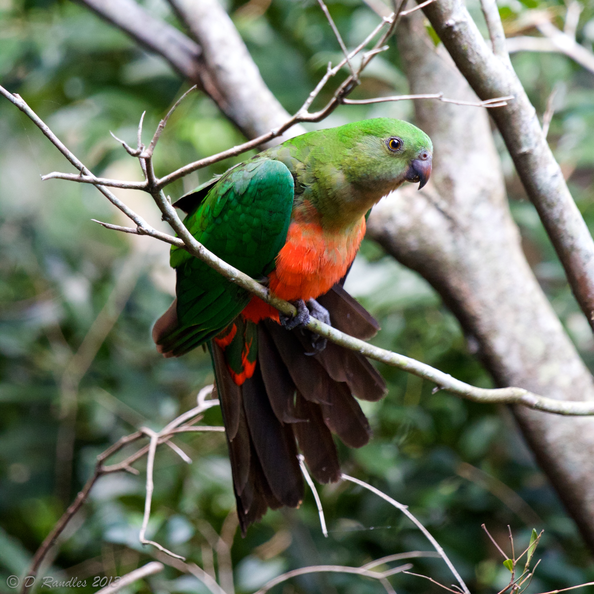 Female Australian King Parrot