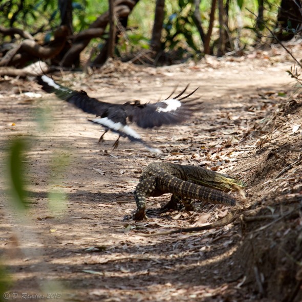 Magpie chasing Lace Monitor