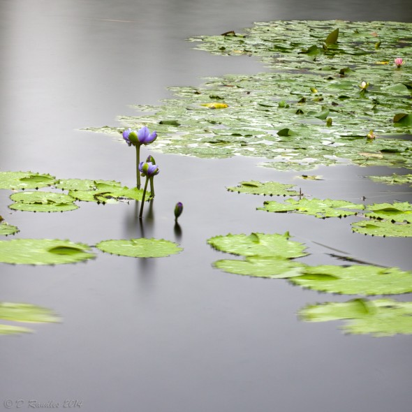 Waterlilies