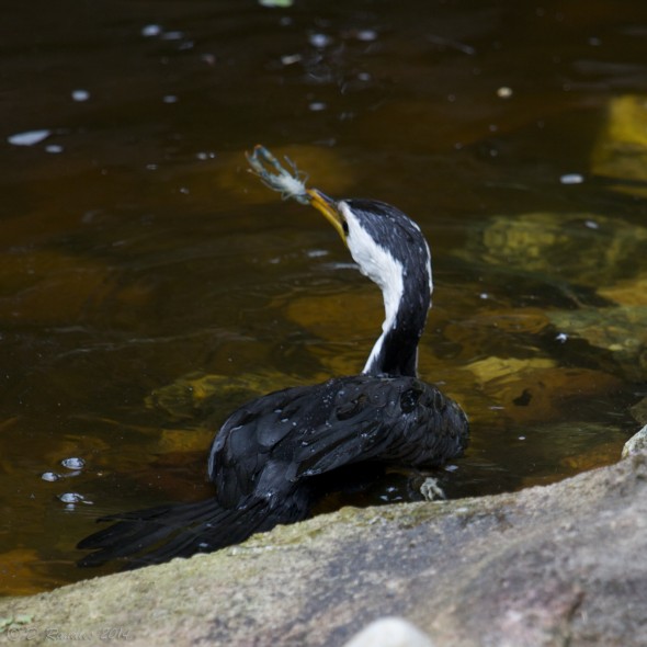 Cormorant with Yabbie