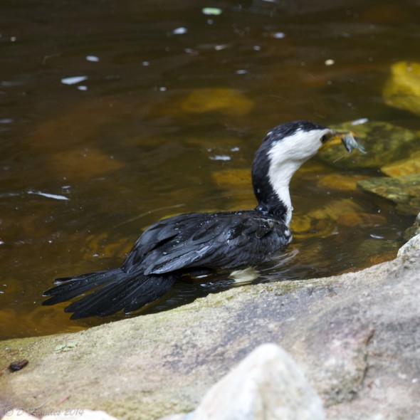 Cormorant with Yabbie