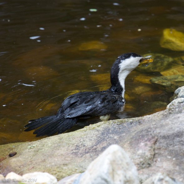 Cormorant with Yabbie