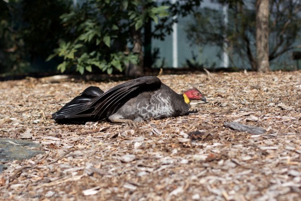 Bush Turkey