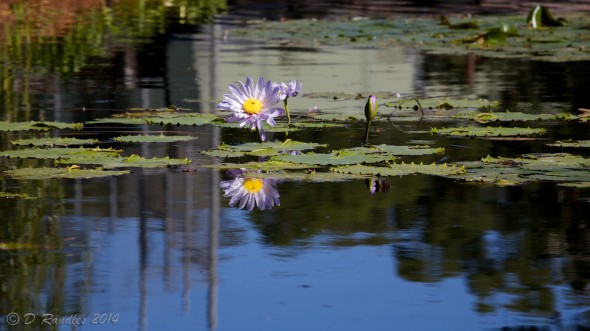 Waterlilies