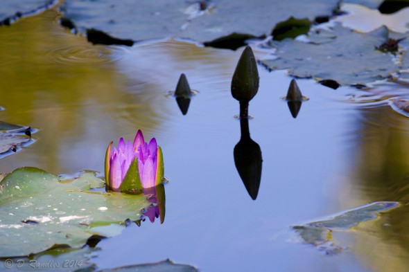 Waterlily