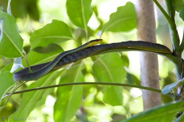 Green Tree Snake 003
