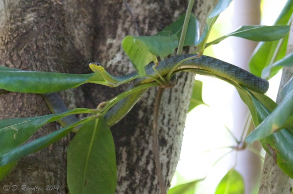 Green Tree Snake 004