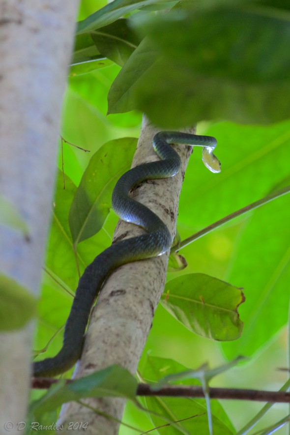 Green Tree Snake 006