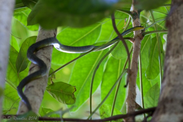 Green Tree Snake 007