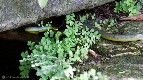 Green Tree Snake 008