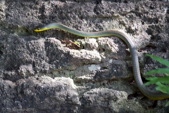 Green Tree Snake 009