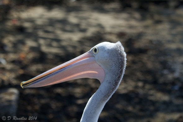 Pelican Portrait