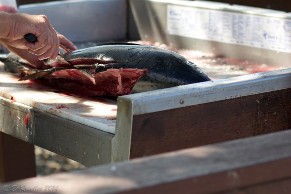 Bluefin Tuna being butchered