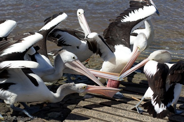 Fighting over the scraps