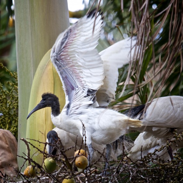 Ibis chick