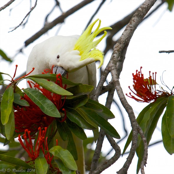 Sulphur-crested Cockatoo