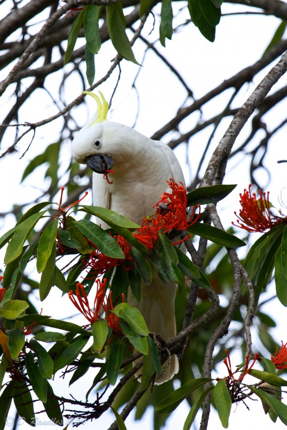 Sulphur-crested Cockatoo