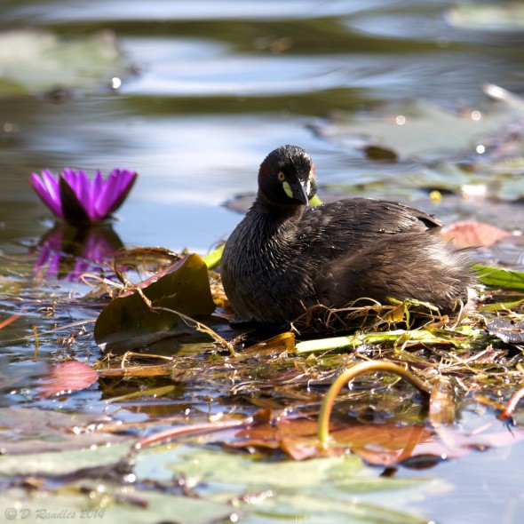 Nesting Grebe