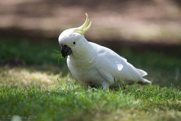 Sulphur-crested Cockatoo