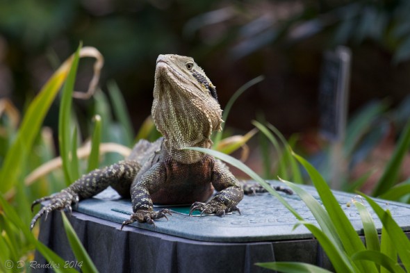 Eastern Water Dragon