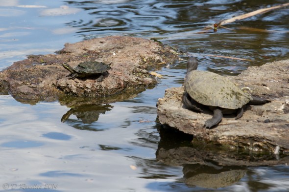 Baby Turtle