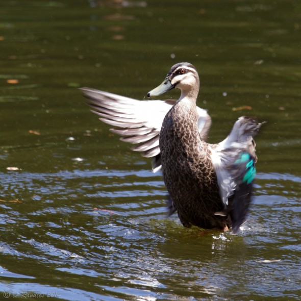 Duck flapping wings