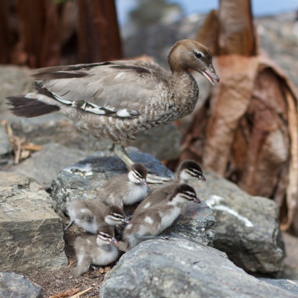 Duck with ducklings