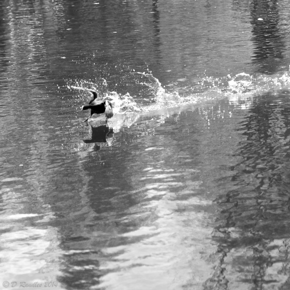 Coot running on water