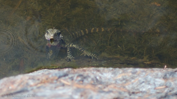 Eastern Water Dragon