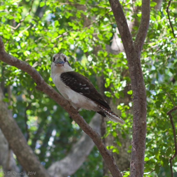 Laughing Kookaburra