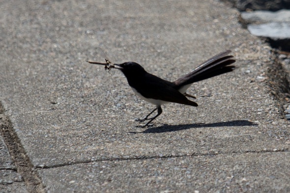 Wedgetail with captured Dragonfly