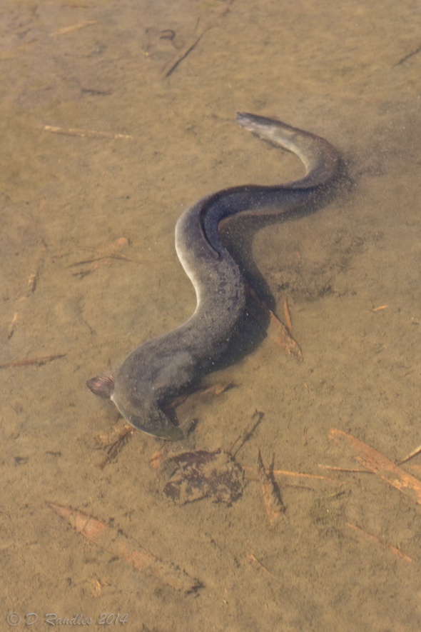 Long-finned Eel