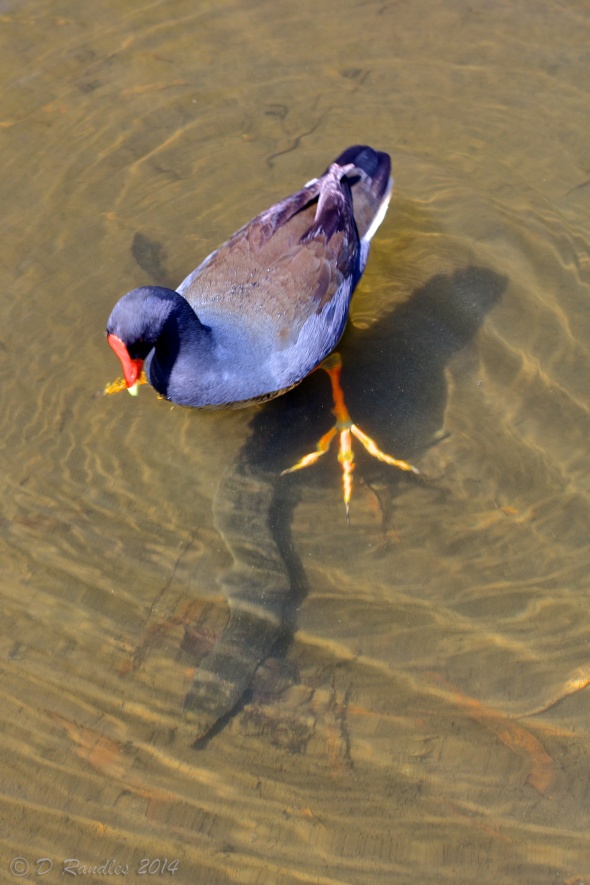 Moorhen with long-finned eel