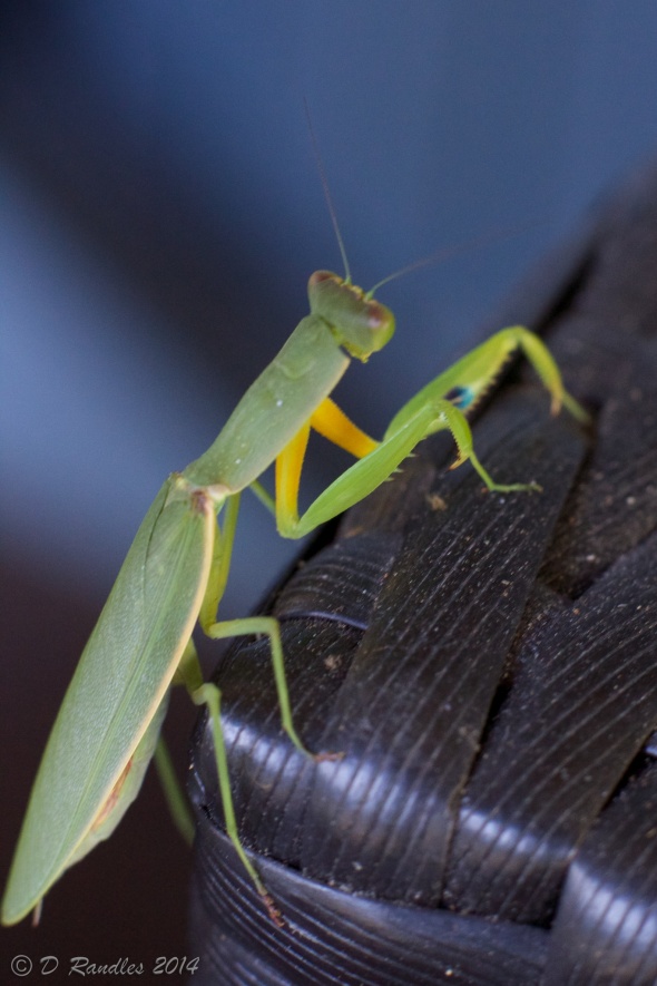 Praying Mantis