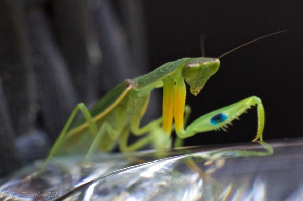 Praying Mantis