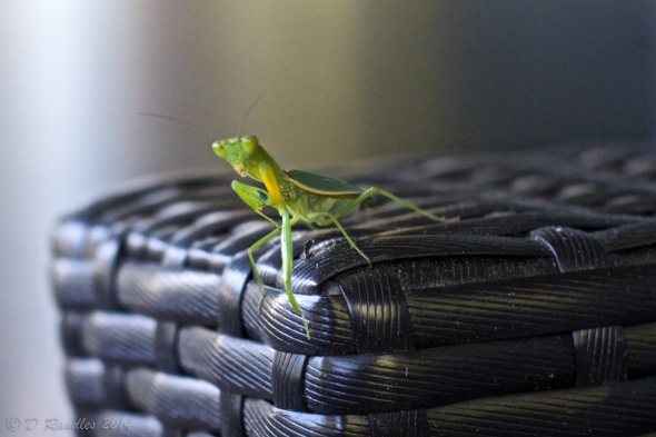 Praying Mantis