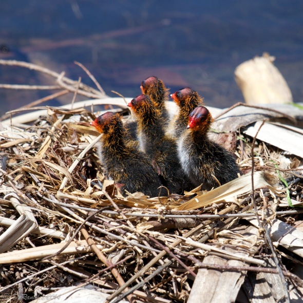 Stressed chicks