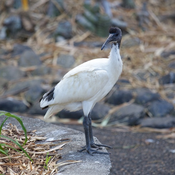 Young Ibis Portrait