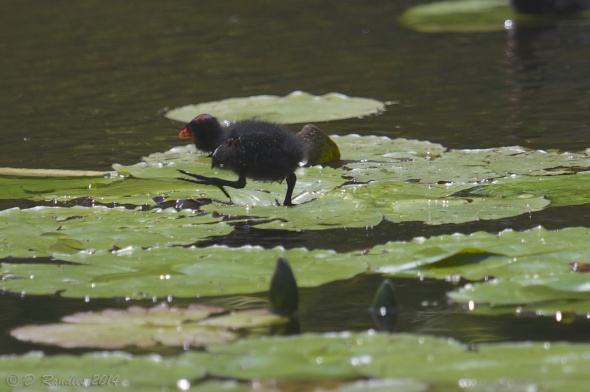 Moorhen Chick