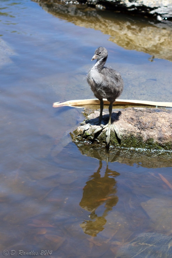 Adolescent Coot