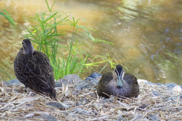 Duck - snoozing