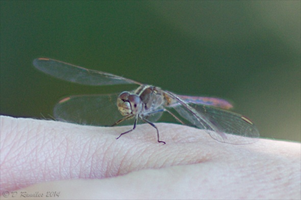 Tame Dragonfly