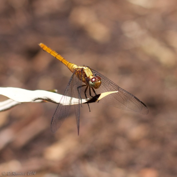 Dragonfly