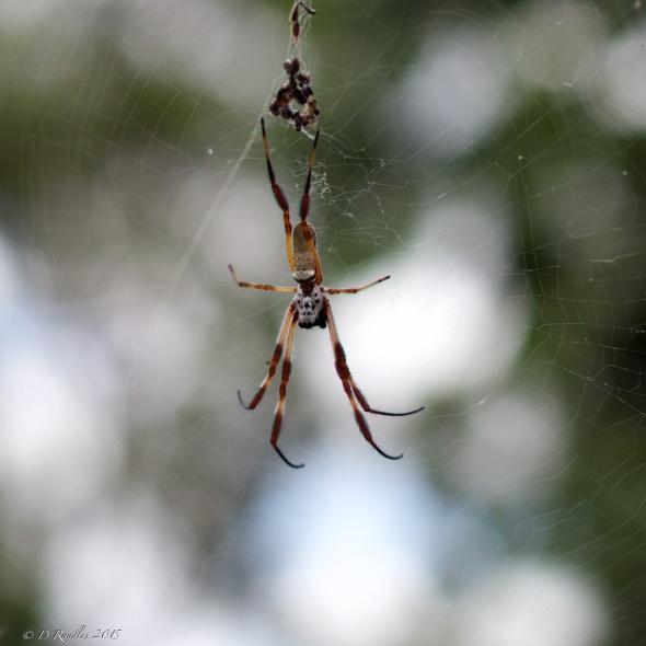 Golden Orbweaver