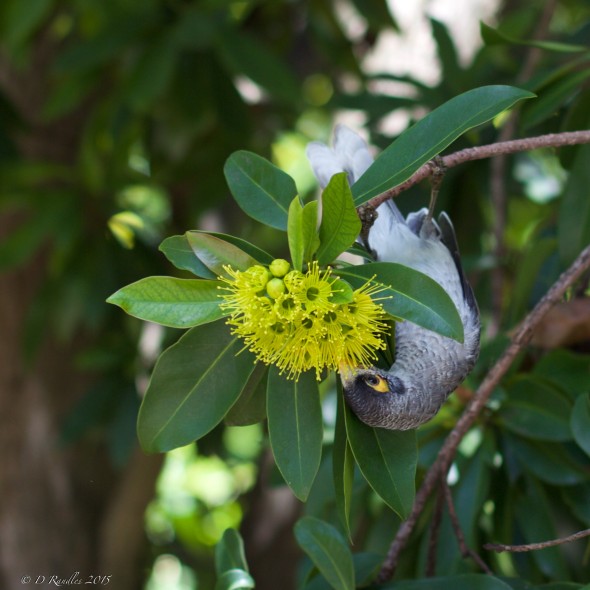 Noisy Miner