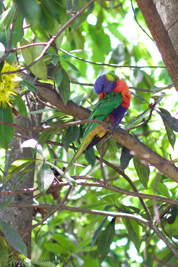 Rainbow Lorikeet