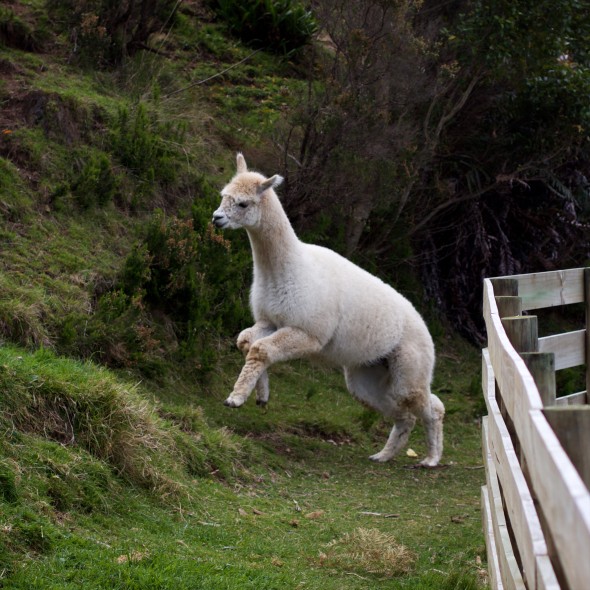 alpaca