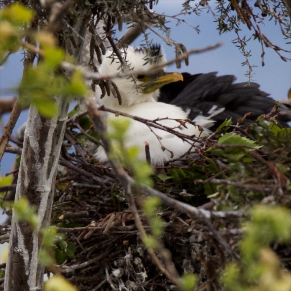 cormorant chick