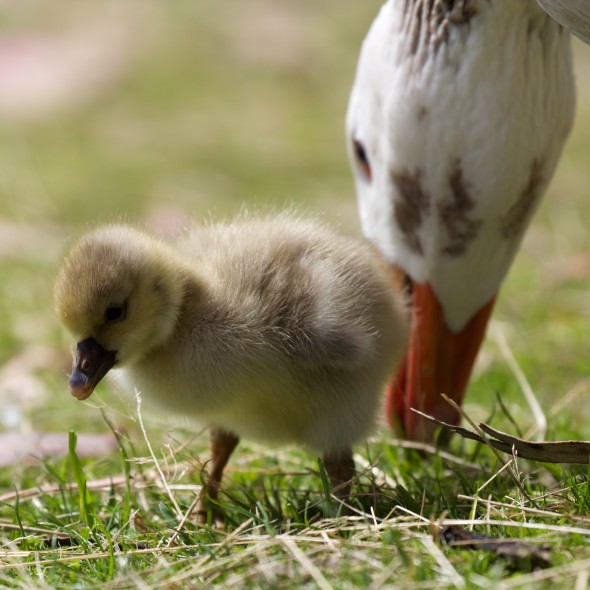 gosling